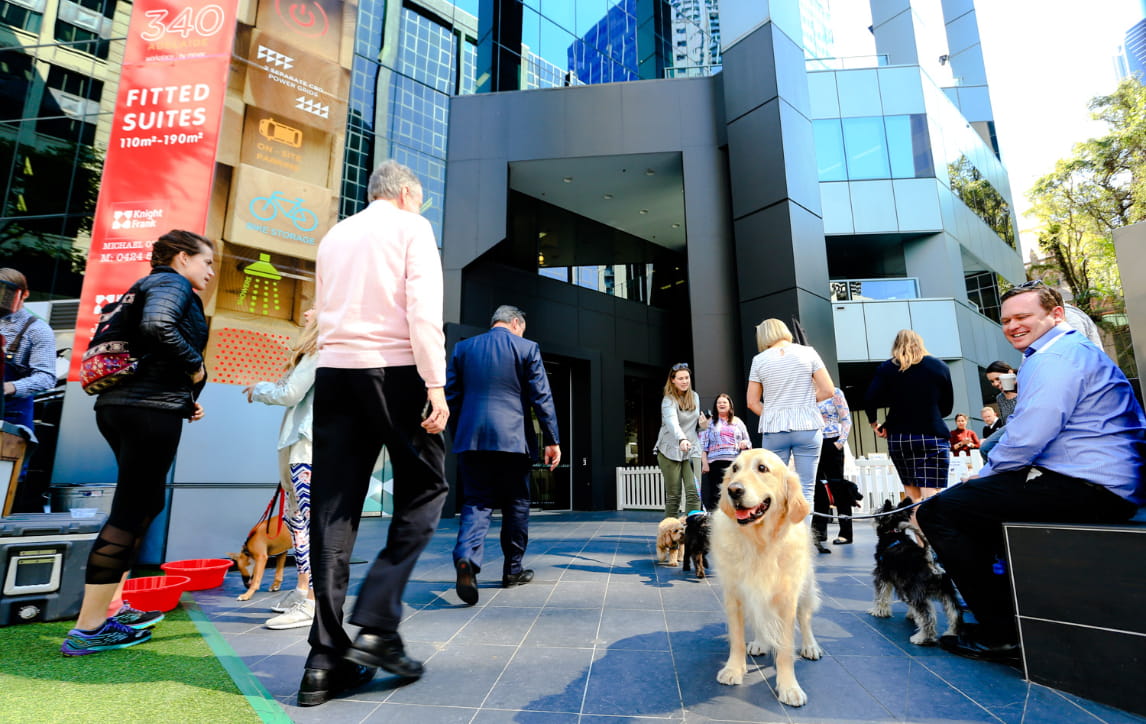 Dog and people outsie of office building in Brisbane