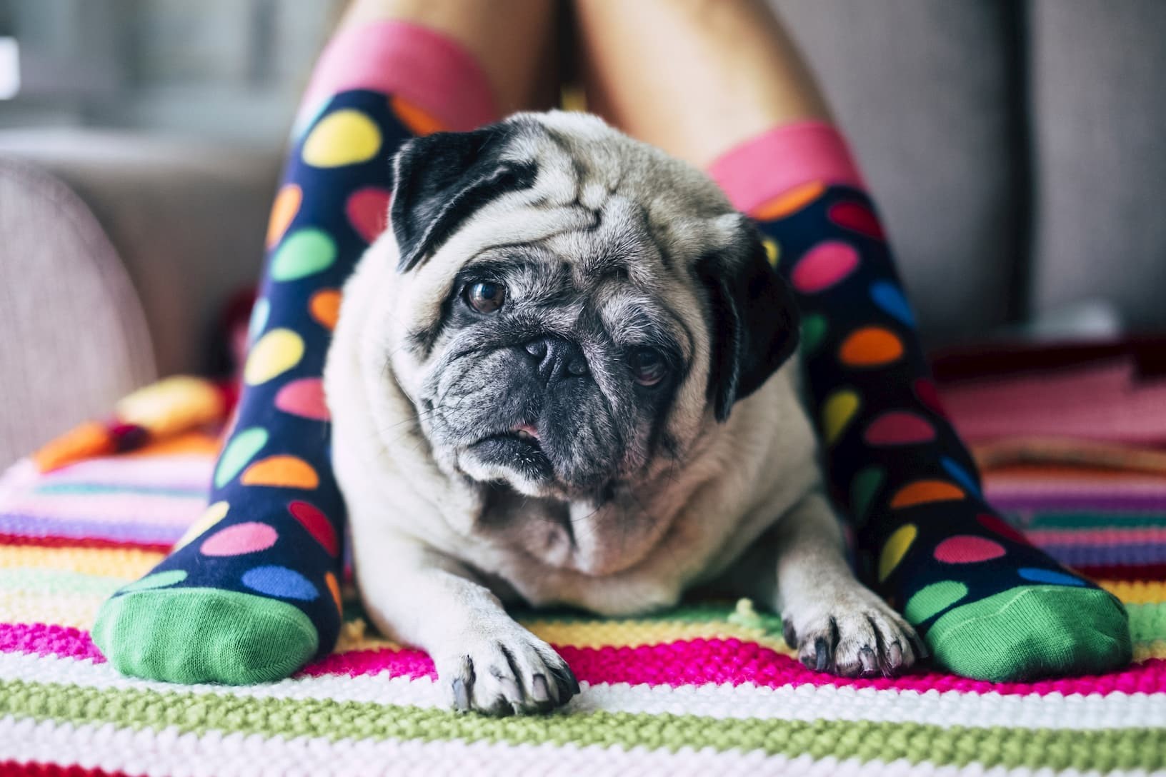 pug puppy lying on a colourful rug