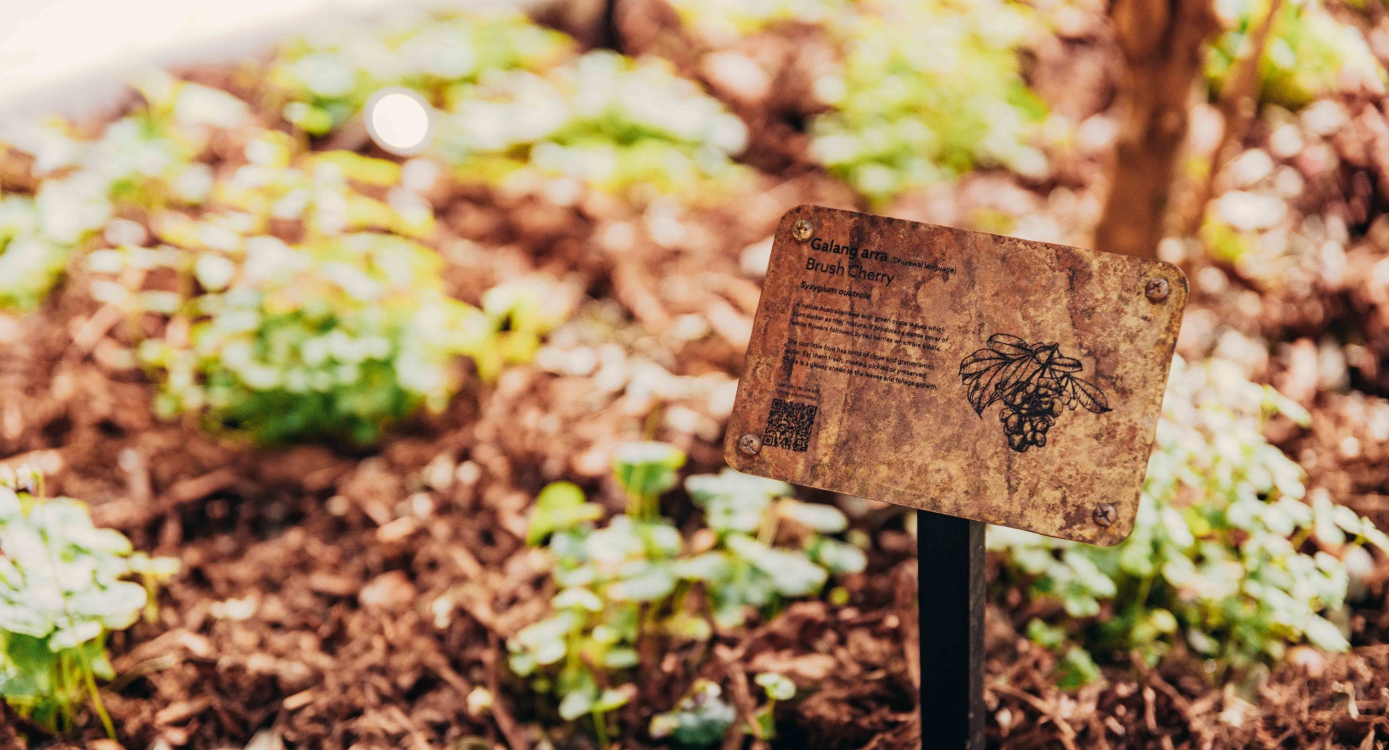 Bushtucker garden at heritage lanes