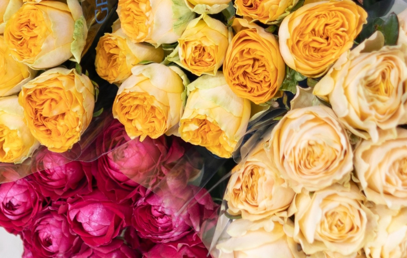 jador roses