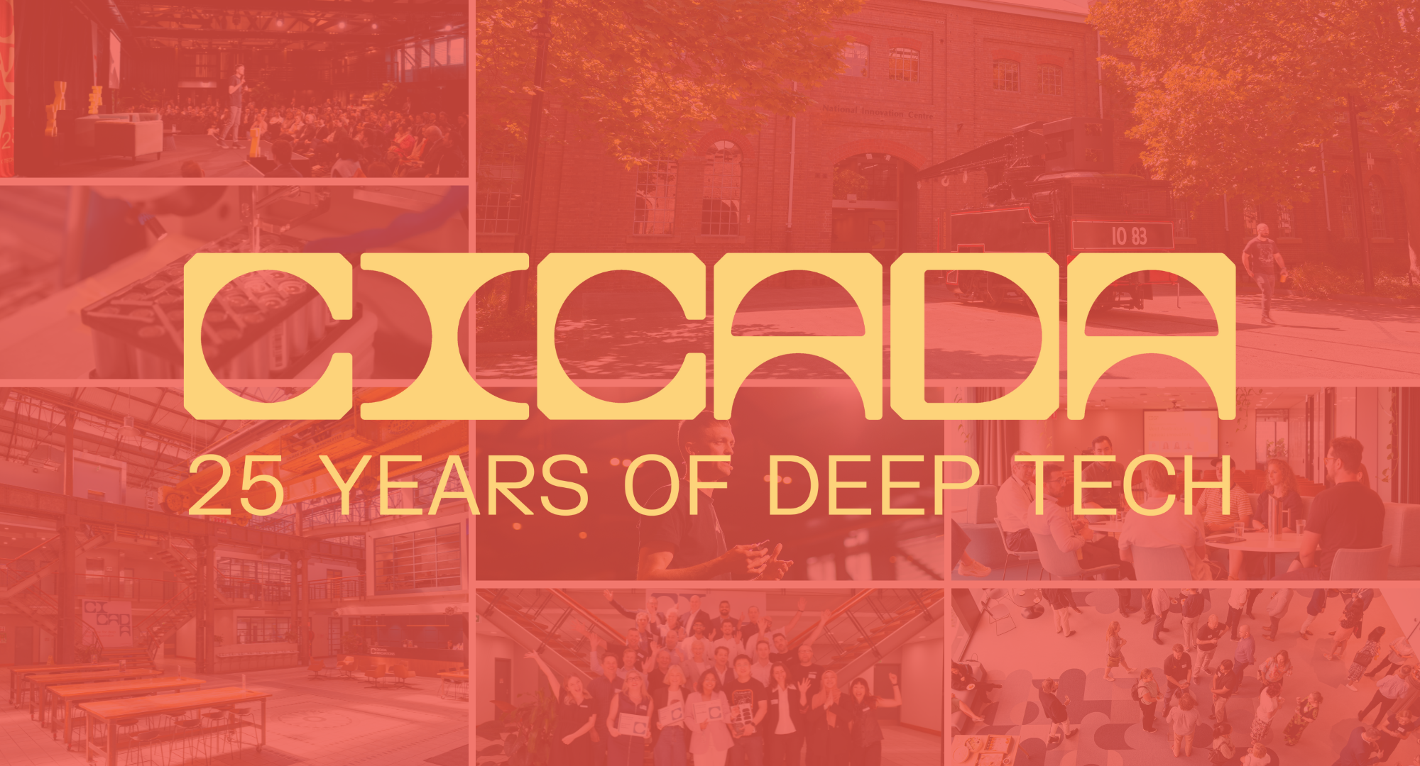 Cicada 25 years