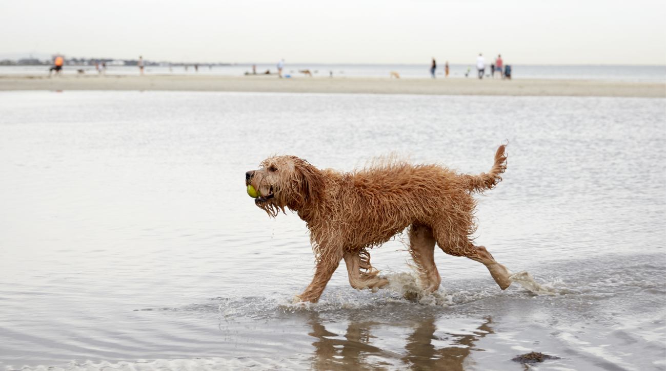 Dog on a beach