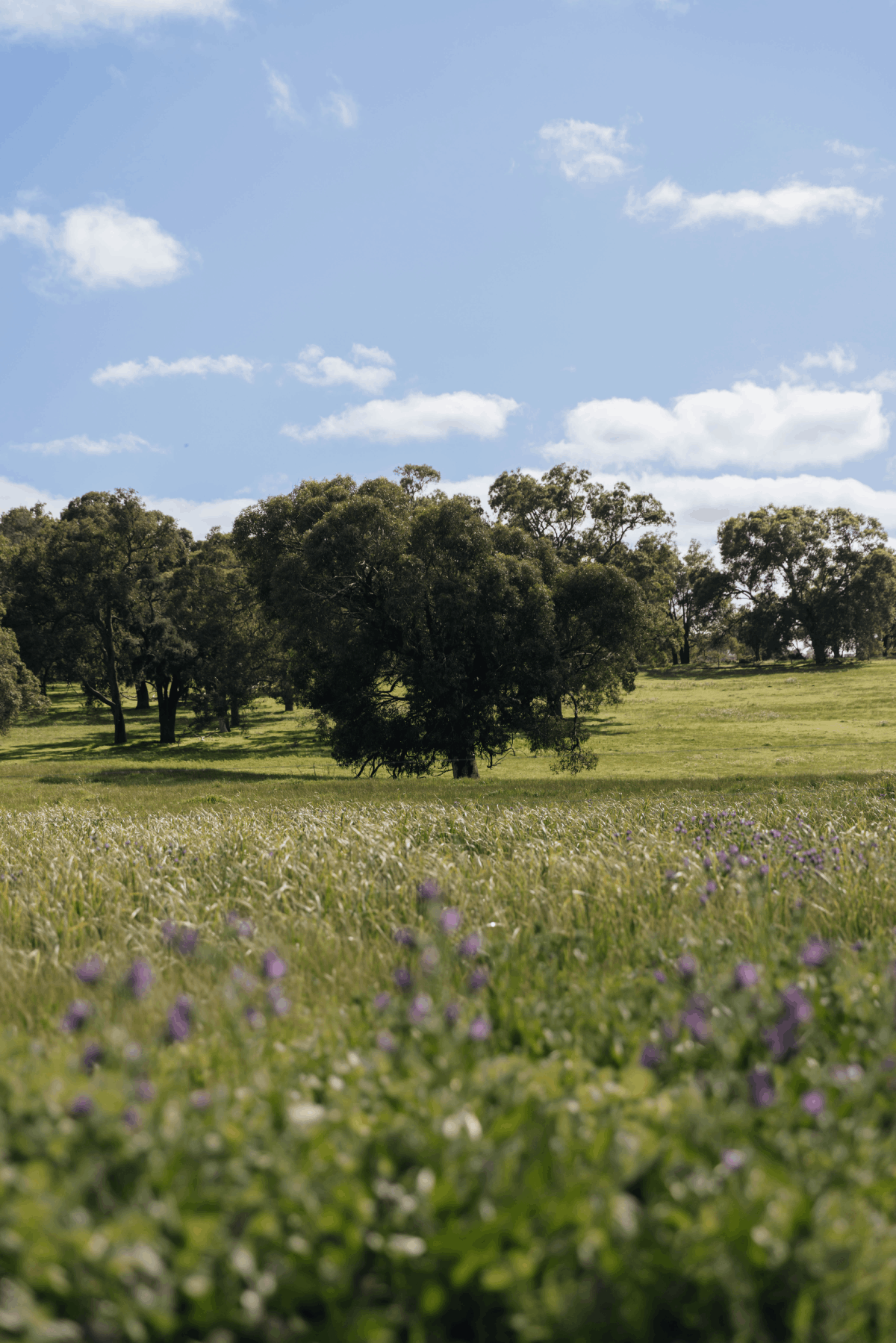 Bullsbrook Development