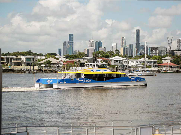 Brisbane river city cat