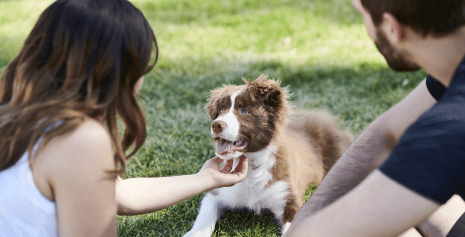 Woman petting a dog