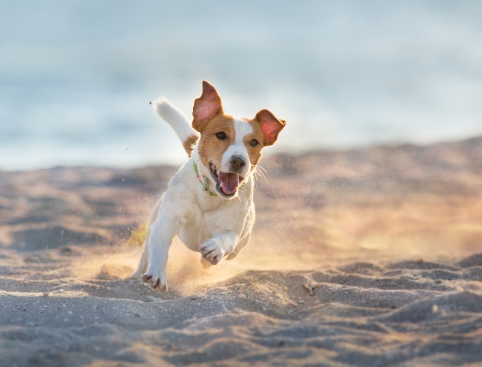small, short-haired dog joyfully running on the sand during the morning