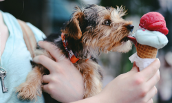 Pet Friendly Dining
