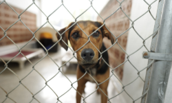 PetBarn Adoption