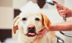 PetBarn Grooming