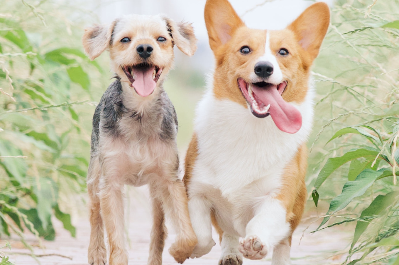 Birkenhead Point Outlet Shopping Centre in Drummoyne