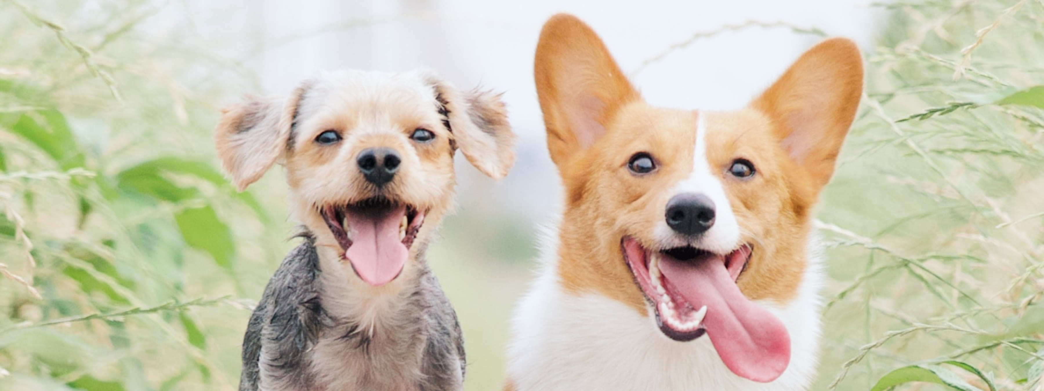 Dogs At Birkenhead Point