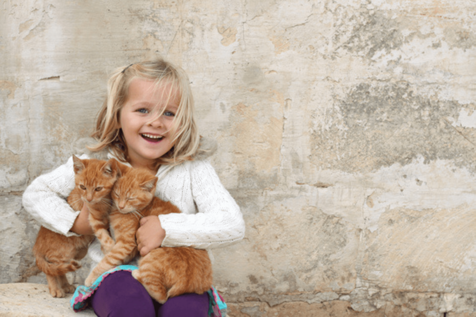 A Guide to Finding the Perfect Family Pet - Cat