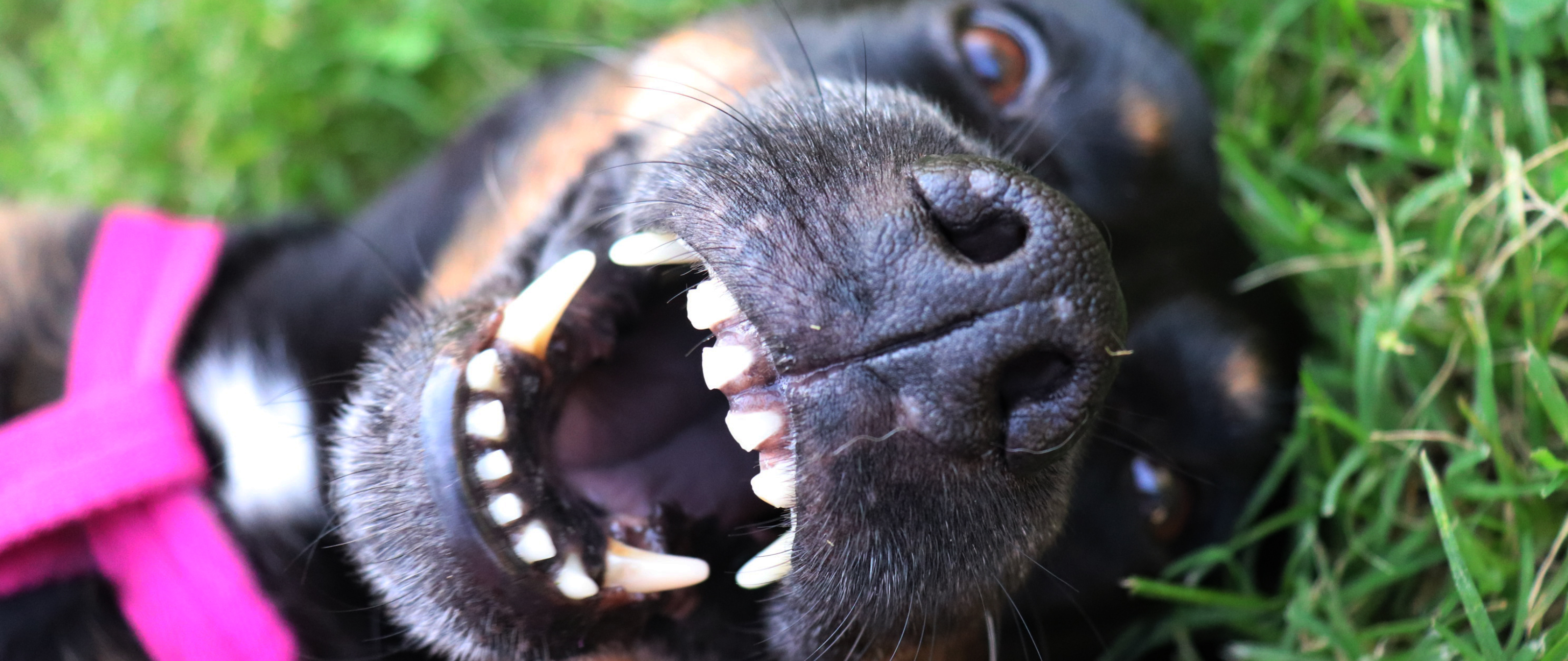 Petstock | Dental Month