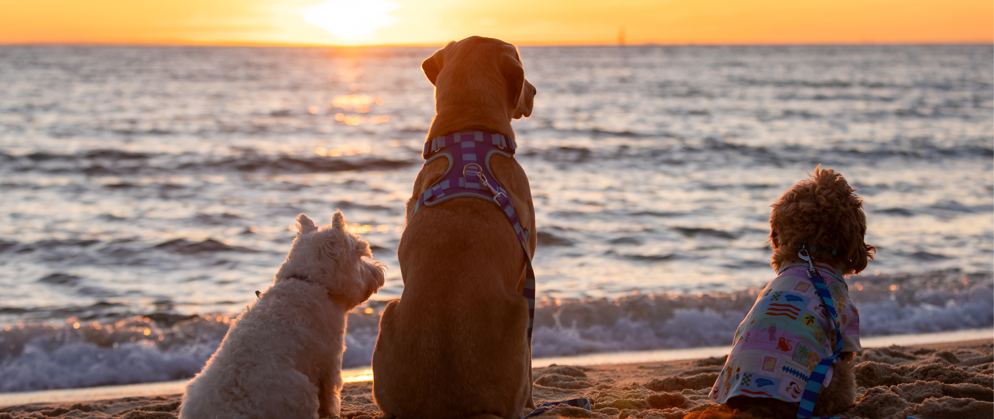 Petstock | Summer Range