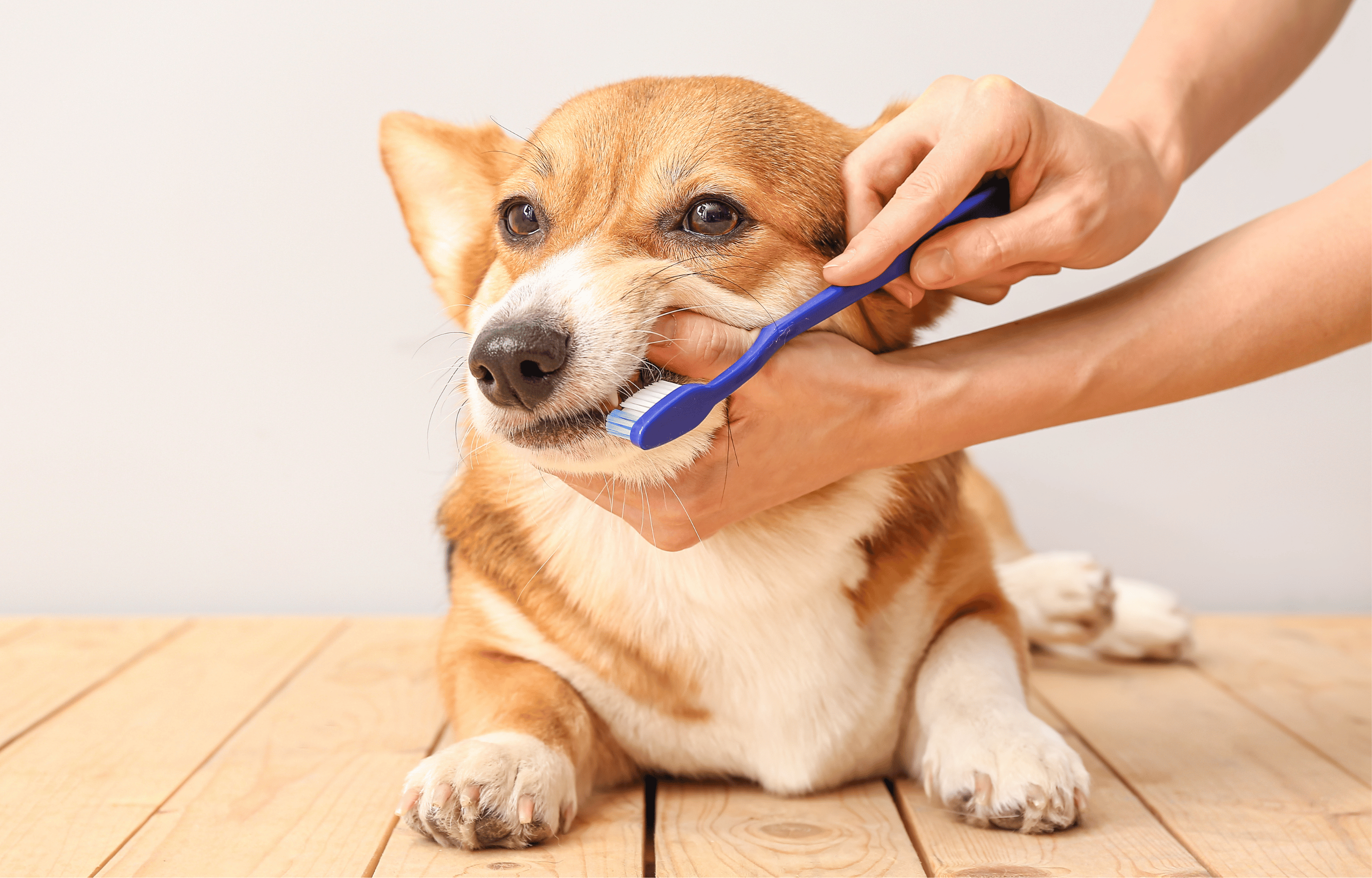 Doggy Dentistry