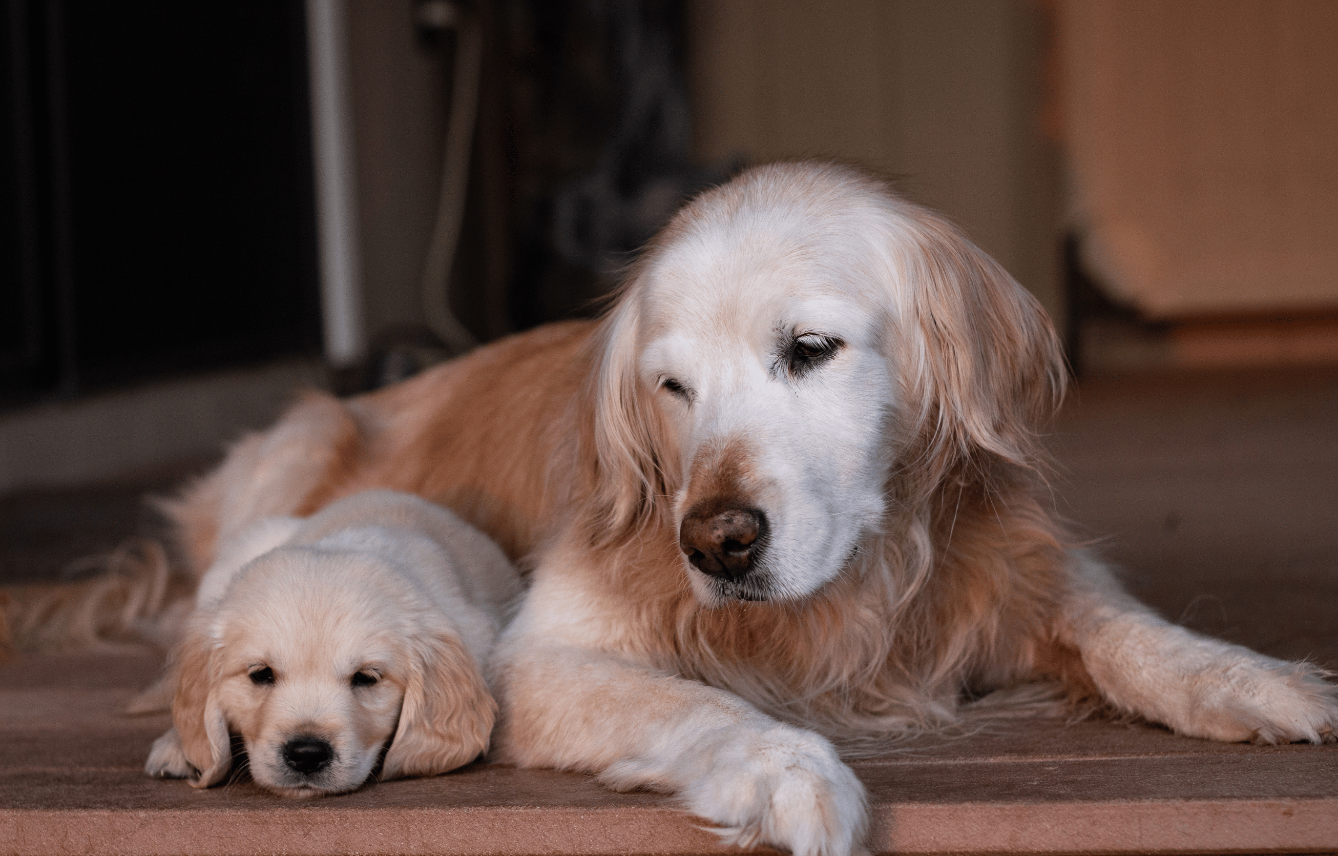 Introducing a puppy to your older dog