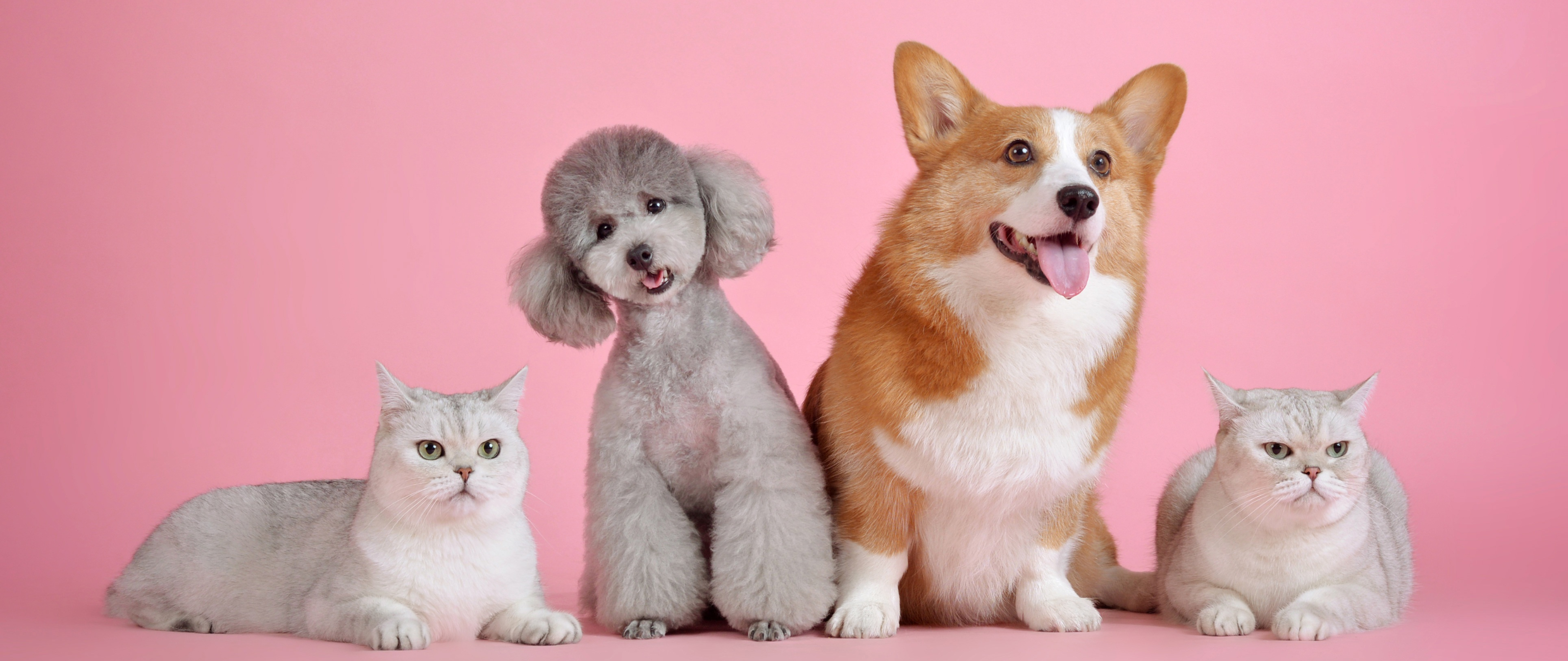 Petstock | Dental Month