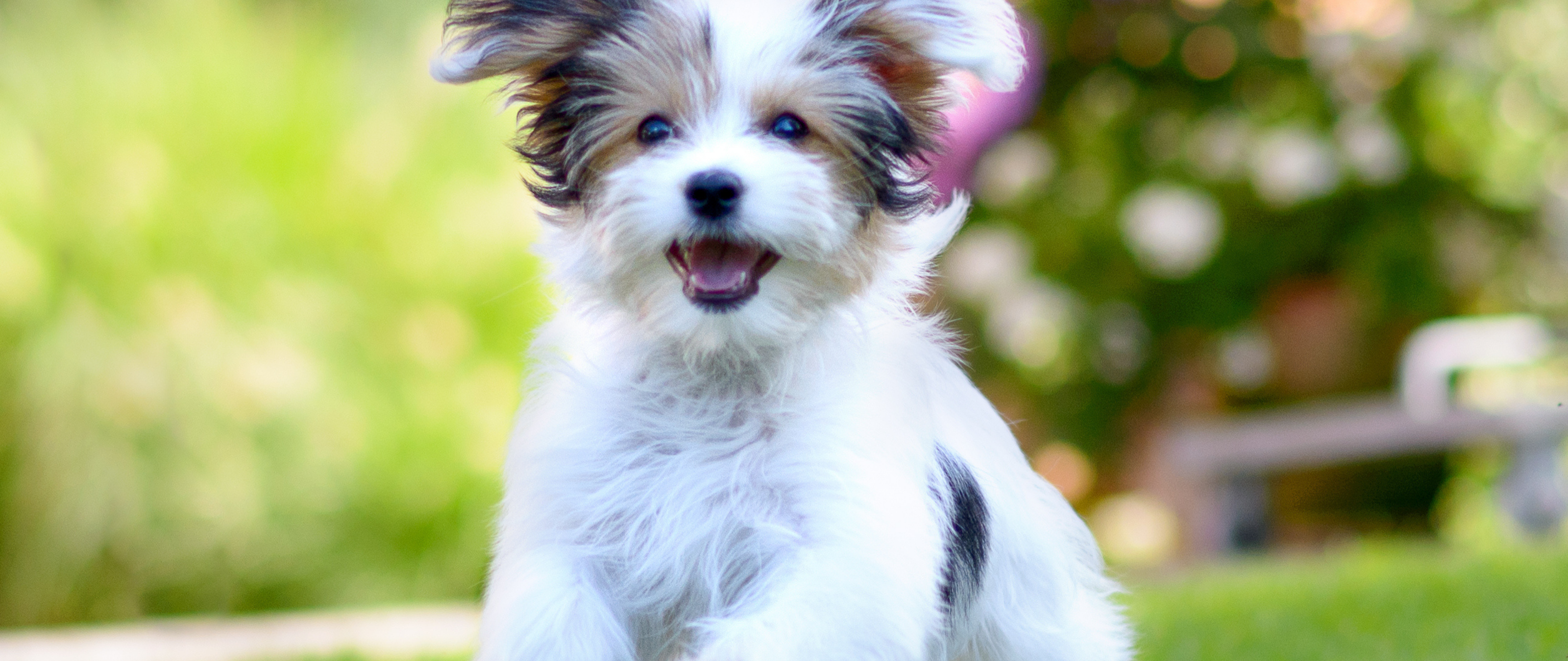 Urbanimals Pet (Formerly Dogue)